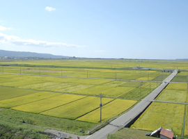 ＪＡ佐渡　交流の様子