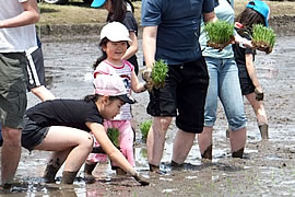 田植えの様子