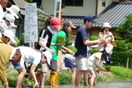 田植えの様子
