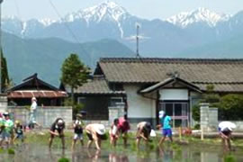 安曇野市堀金烏川の水田