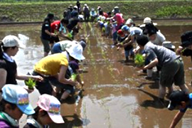 田植えの様子