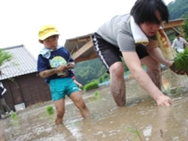 田植えの様子