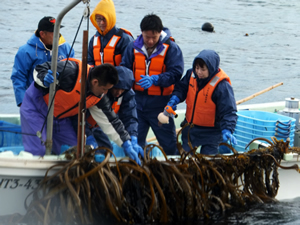 唐丹では小型船に職員の中から3名が乗り、外洋に近い大浪の中で、実際に鎌でわかめを刈り取る収穫体験もさせていただきました。