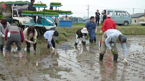飼料米の生産者に教わりながら、参加者みんなで田んぼに手植えしていきました