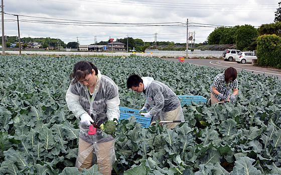 2014年5月26日～27日、茨城県内の産直産地を組合員・役職員が訪問しました