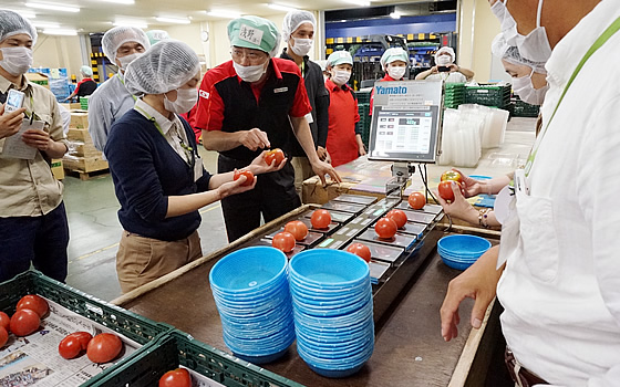 コープネット石岡青果集品センターでは、トマトの検品・計量・袋詰め作業を体験