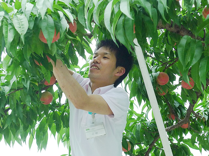 桃の収穫体験では、生産者さんから「ねじらずにもぎるのが傷をつけないコツだよ」と教えていただきました