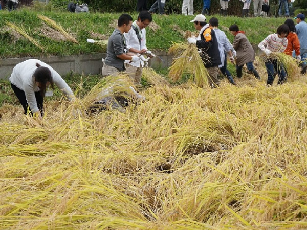 春にコープにいがたの組合員が田植えを行った田んぼ。前日の雨のため、非常にぬかるんだ中での作業でしたが、参加者は丁寧に稲を刈り取っていました。