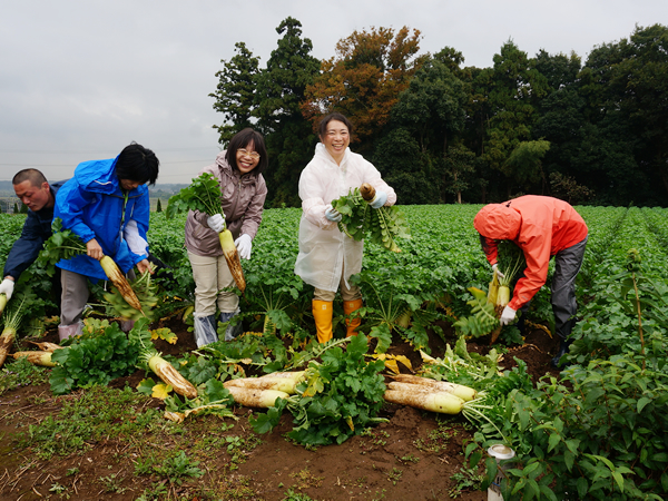 大根の収穫体験：とても良く管理された土で育った大根は、思っていたより簡単に抜けました