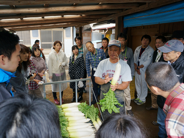 大根の選別：洗浄後に厳しい目で選別をします。Ｂ級品として、はじかれた大根と良品との違いが一見しただけでは分からないほどでした