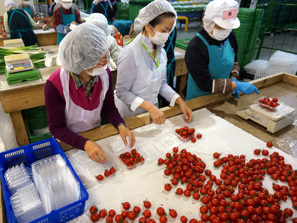 ミニトマトのパック詰め作業を体験：鮮度を保つためにとてもスピーディーに作業する一方で、商品をチェックし、量目を満たしているか測って確認します