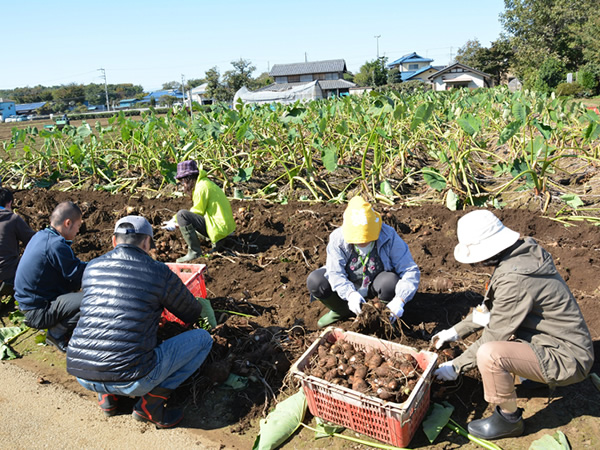 さといもの収穫体験では、「さといもが生っているところはよく見るけど、収穫したのは初めて」などの声が寄せられました