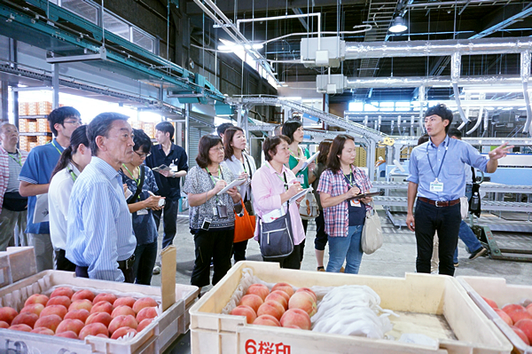 湯野（ゆの）共選場では、桃を品種、生産者ごとに1つ1つ光センサーで糖度を計測。その後、サイズ、等級ごとに丁寧かつスピーディーに選別