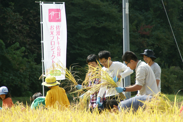 前日の悪天候のためにぬかるんだ田んぼに足を取られながら、一生懸命稲を刈り取りました