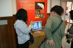 トキの森公園「トキ資料展示館」ではトキの生態などについての様々な展示物に皆見入っていました