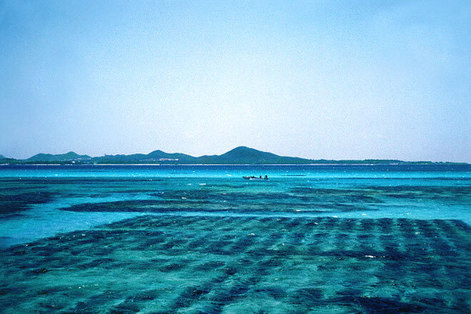 伊平屋村のもずく