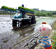 田植えの風景の写真