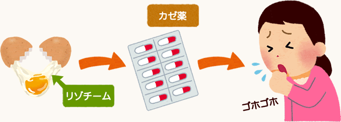 リゾチームからカゼ薬が作られるイラスト