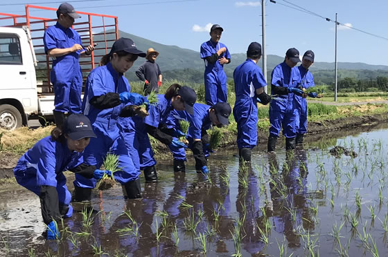 田植えの写真