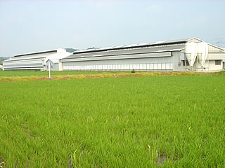 衣鳩養鶏の鶏舎全景