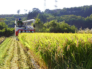 地元の田んぼの稲刈り風景