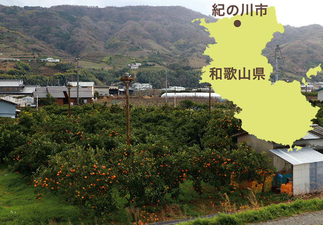 紀ノ川市の風景の写真