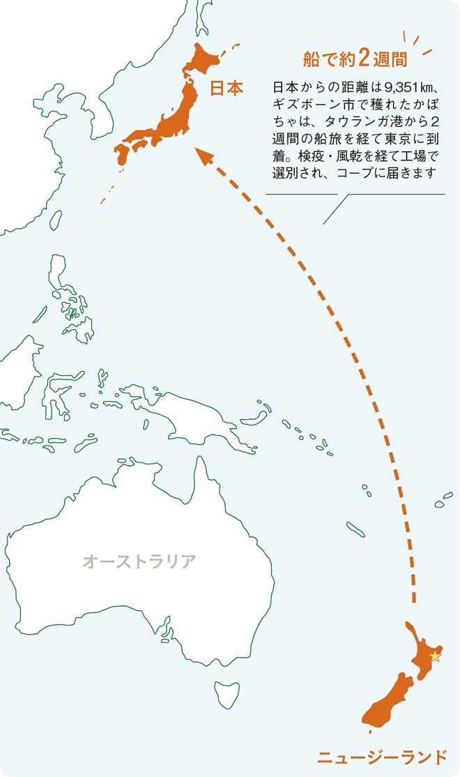 日本⇔ニュージーランドは船で約2週間
日本からの距離は9,351km、ギズボーン市で穫れたかぼちゃは、タウランガ港から2週間の船旅を経て東京に到着。検疫・風乾を経て工場で選別され、コープに届きます