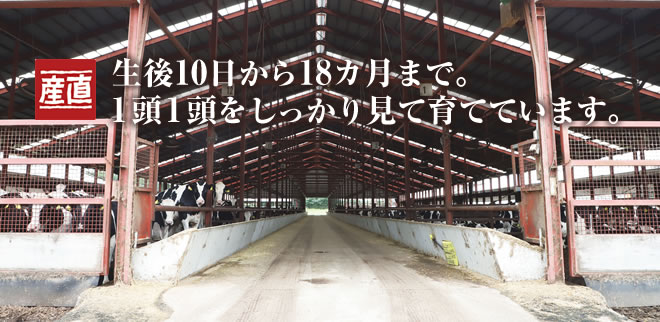 生後10日から18カ月まで。1頭1頭をしっかり見て育てています。