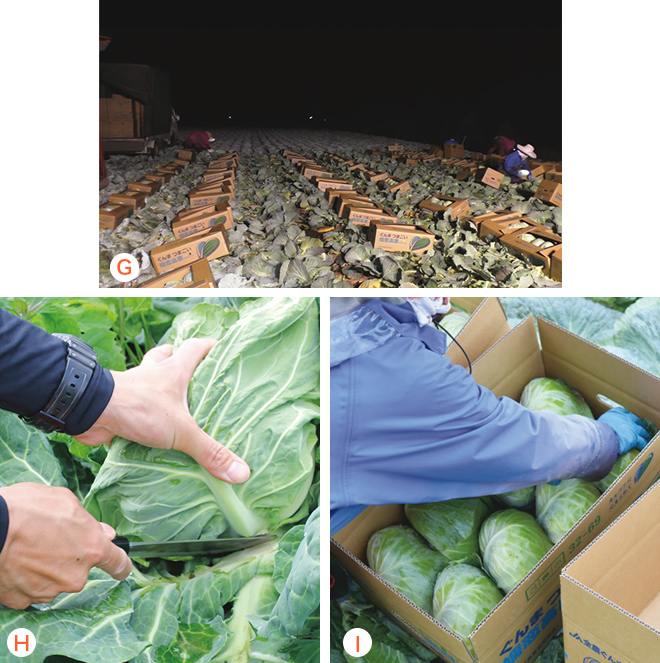 収穫・選別・箱詰め・出荷の様子