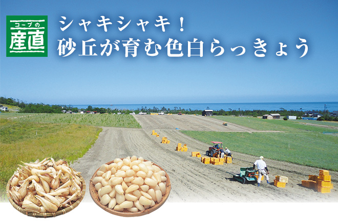 シャキシャキ！砂丘が育む色白らっきょう