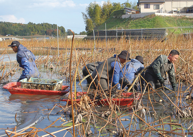 れんこん（カット）（有機栽培）の写真