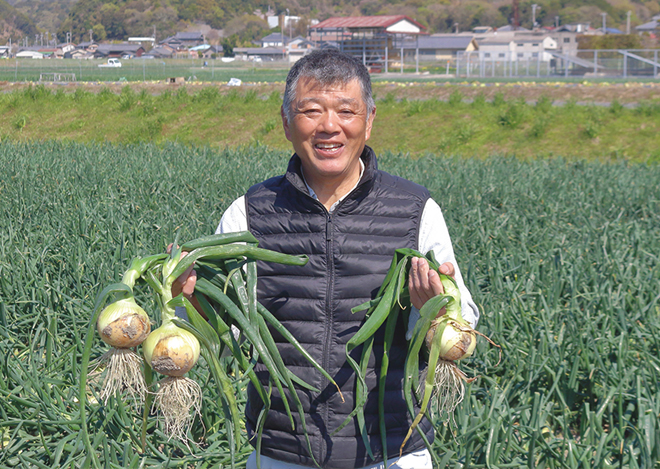 産直 淡路島たまねぎ 収穫の様子