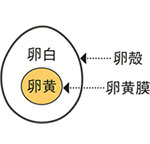 2021_08_02tamago02.jpg