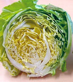 2023_06_harucabbage.jpg