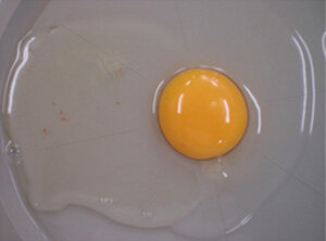 2024_06_egg.jpg