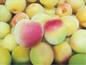 2024_06_ume.jpg