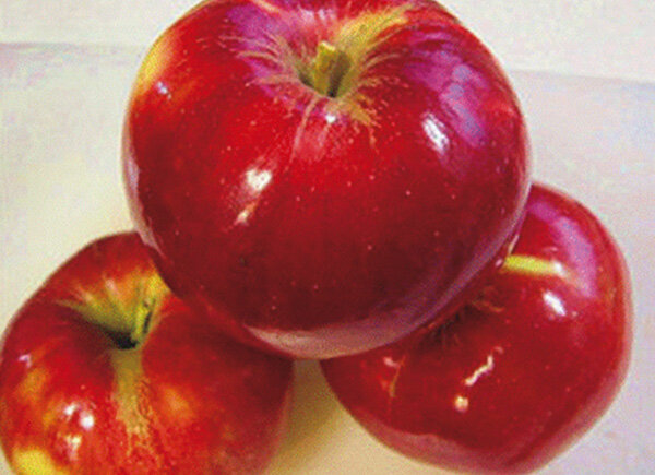 2024_10_apple_02.jpg