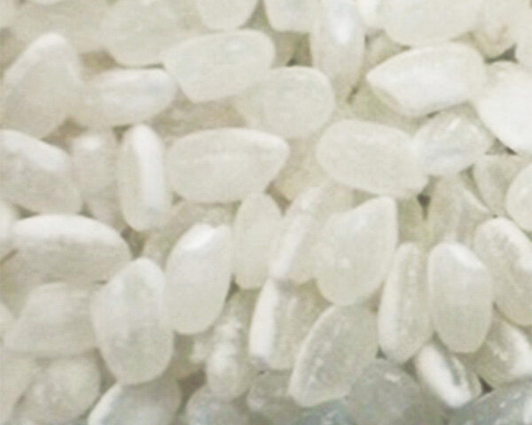 2024_10_rice.jpg