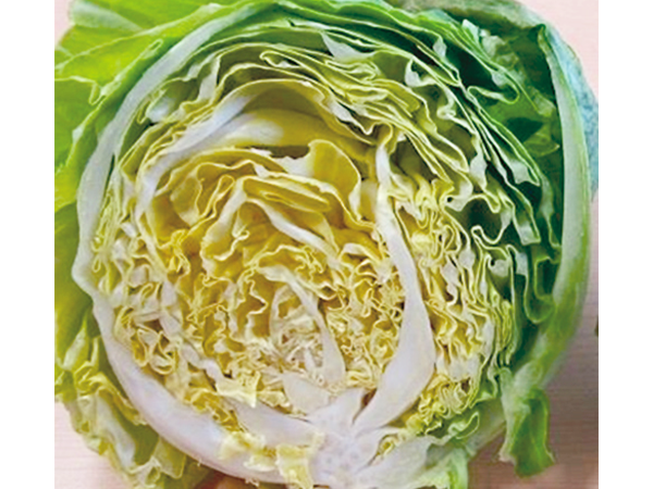 2025_04_cabbage.png