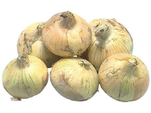 2025_05_shin-tamanegi.png
