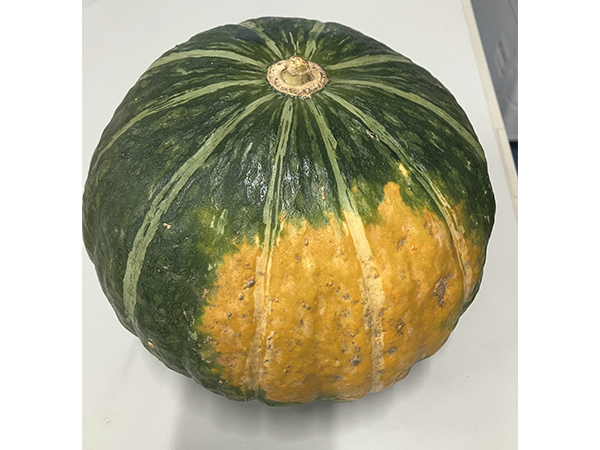 2025_10 pumpkin.png