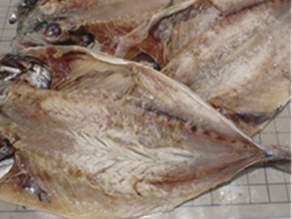 202606fish.png