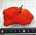 201803_01qa_strawberry.jpg