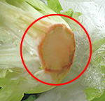 201805_01qa_lettuce.jpg