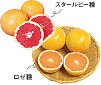 201805_02qa_grapefruit.jpg