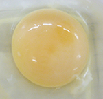 201807_04qa_egg.jpg