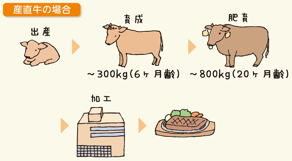 家畜の一生（産直牛）