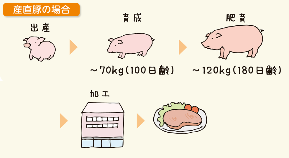 家畜の一生（産直豚）