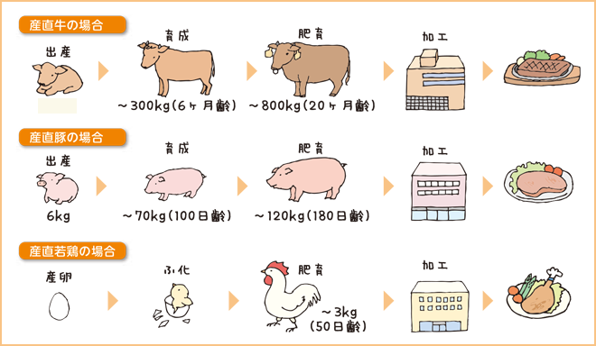 家畜の一生