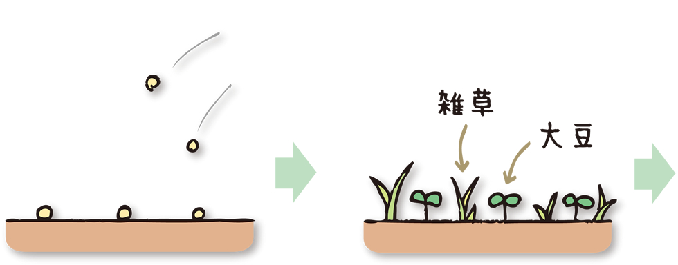 除草剤耐性の大豆の仕組み